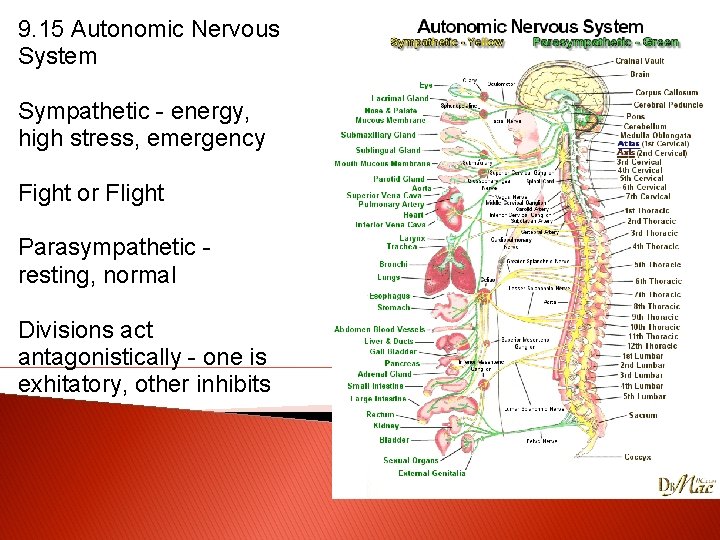 9. 15 Autonomic Nervous System Sympathetic - energy, high stress, emergency Fight or Flight