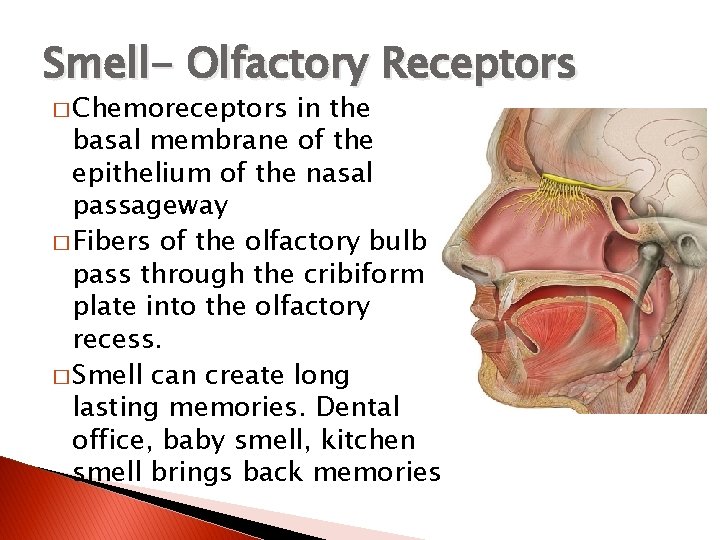 Smell- Olfactory Receptors � Chemoreceptors in the basal membrane of the epithelium of the