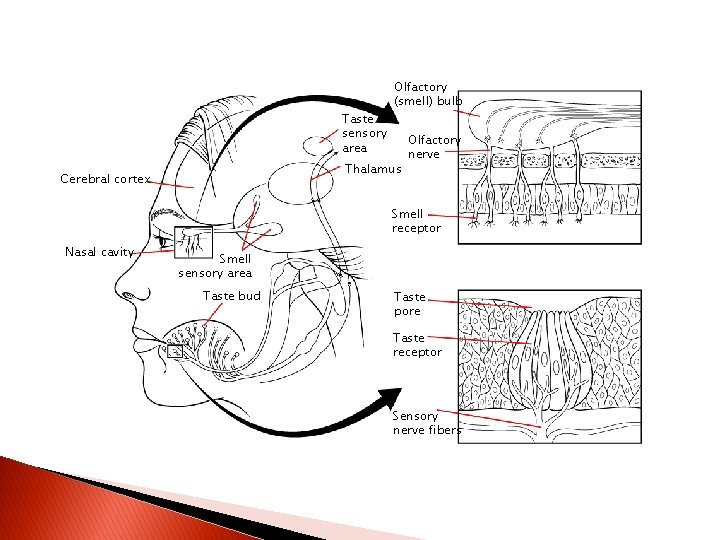 The Senses of Smell and Taste Section 35 -4 Taste sensory area Olfactory (smell)