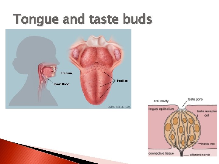 Tongue and taste buds 