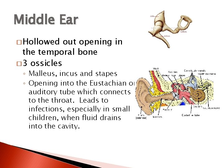Middle Ear � Hollowed out opening in the temporal bone � 3 ossicles ◦
