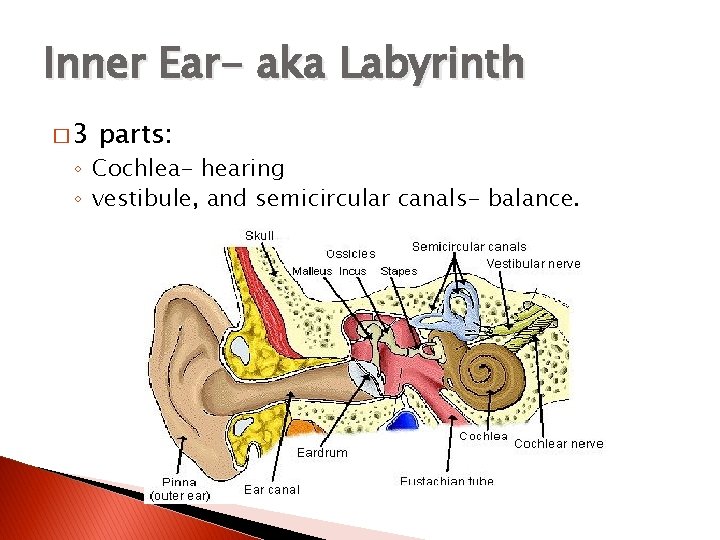 Inner Ear- aka Labyrinth � 3 parts: ◦ Cochlea- hearing ◦ vestibule, and semicircular
