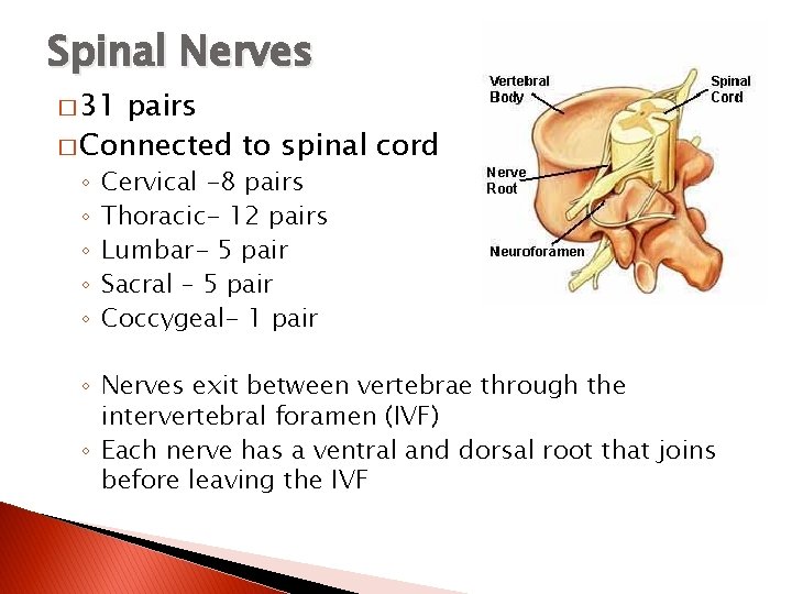 Spinal Nerves � 31 pairs � Connected to spinal cord ◦ ◦ ◦ Cervical