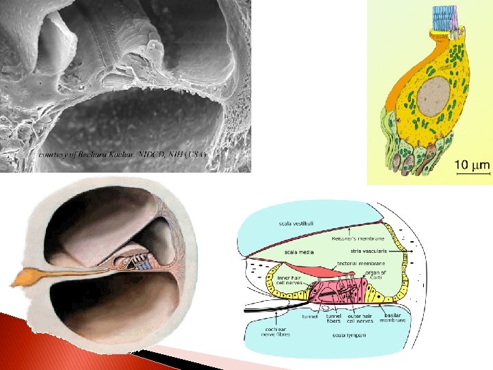 cochlea 