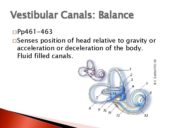 Vestibular Canals: Balance � Pp 461 -463 � Senses position of head relative to