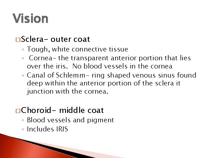 Vision � Sclera- outer coat ◦ Tough, white connective tissue ◦ Cornea- the transparent