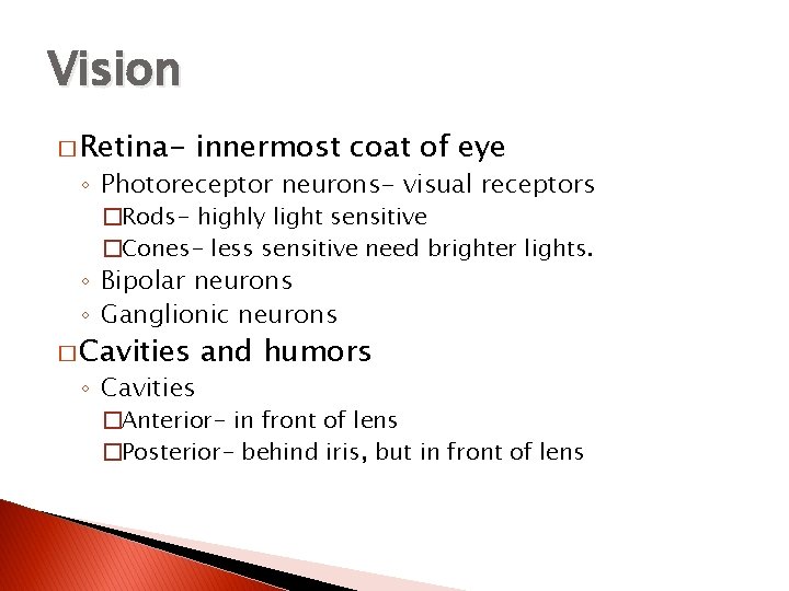 Vision � Retina- innermost coat of eye ◦ Photoreceptor neurons- visual receptors �Rods- highly
