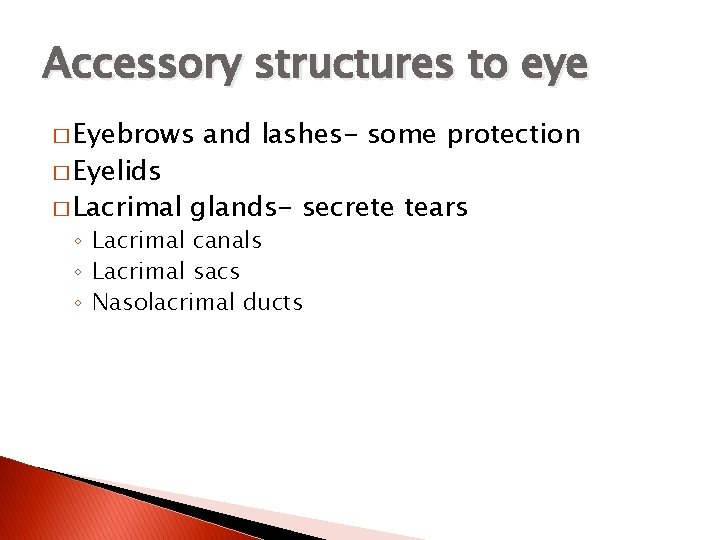 Accessory structures to eye � Eyebrows � Eyelids � Lacrimal and lashes- some protection