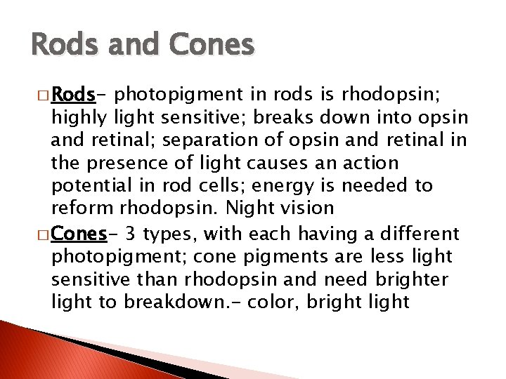 Rods and Cones � Rods- photopigment in rods is rhodopsin; highly light sensitive; breaks