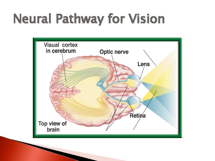 Neural Pathway for Vision 