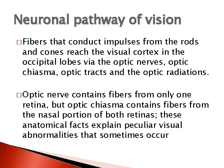 Neuronal pathway of vision � Fibers that conduct impulses from the rods and cones