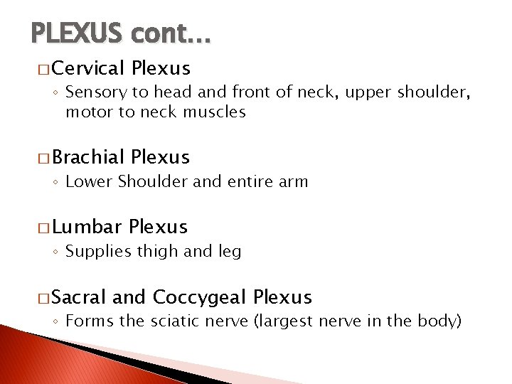 PLEXUS cont… � Cervical Plexus � Brachial Plexus � Lumbar Plexus ◦ Sensory to