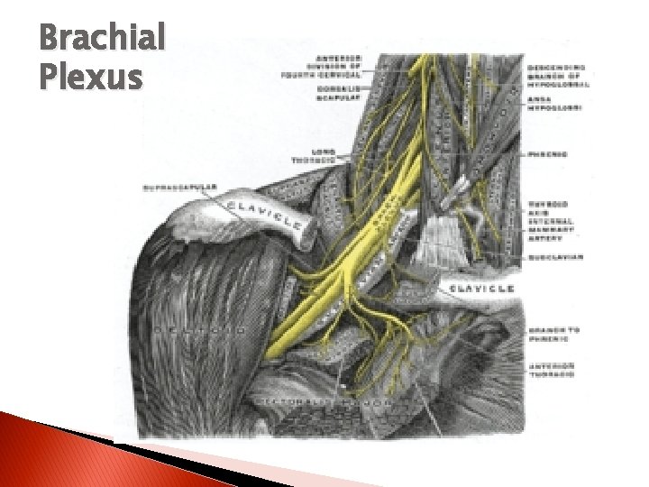 Brachial Plexus 