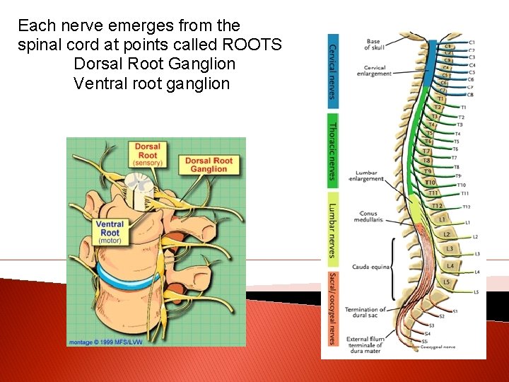 Each nerve emerges from the spinal cord at points called ROOTS Dorsal Root Ganglion