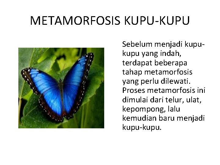 METAMORFOSIS KUPU-KUPU Sebelum menjadi kupu yang indah, terdapat beberapa tahap metamorfosis yang perlu dilewati.