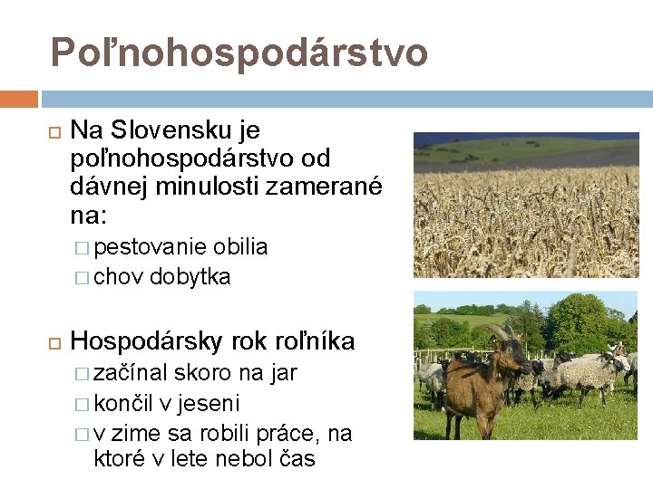 Poľnohospodárstvo Na Slovensku je poľnohospodárstvo od dávnej minulosti zamerané na: � pestovanie obilia �