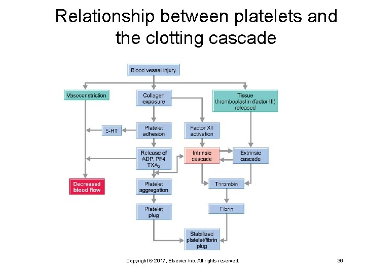 Relationship between platelets and the clotting cascade Copyright © 2017, Elsevier Inc. All rights