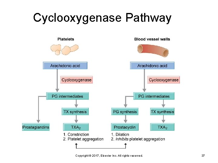 Cyclooxygenase Pathway Copyright © 2017, Elsevier Inc. All rights reserved. 37 
