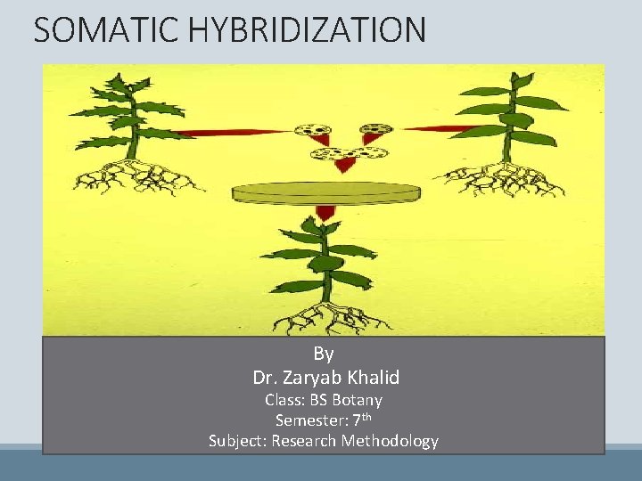 SOMATIC HYBRIDIZATION By Dr. Zaryab Khalid Class: BS Botany Semester: 7 th Subject: Research