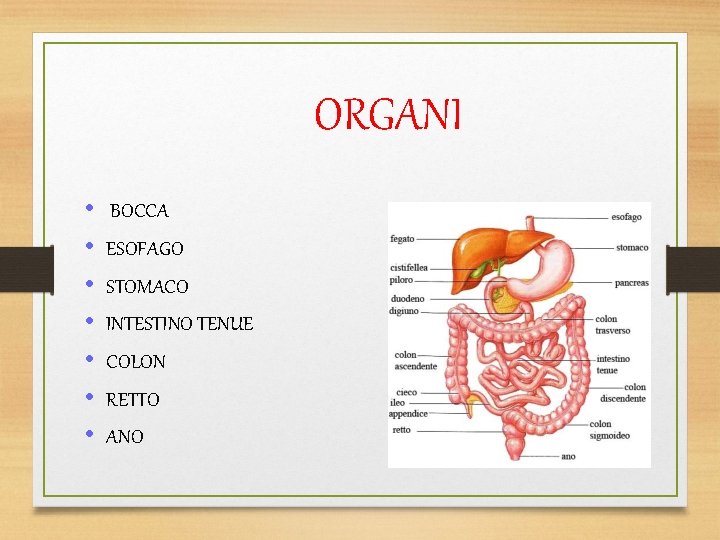 ORGANI • • BOCCA ESOFAGO STOMACO INTESTINO TENUE COLON RETTO ANO 