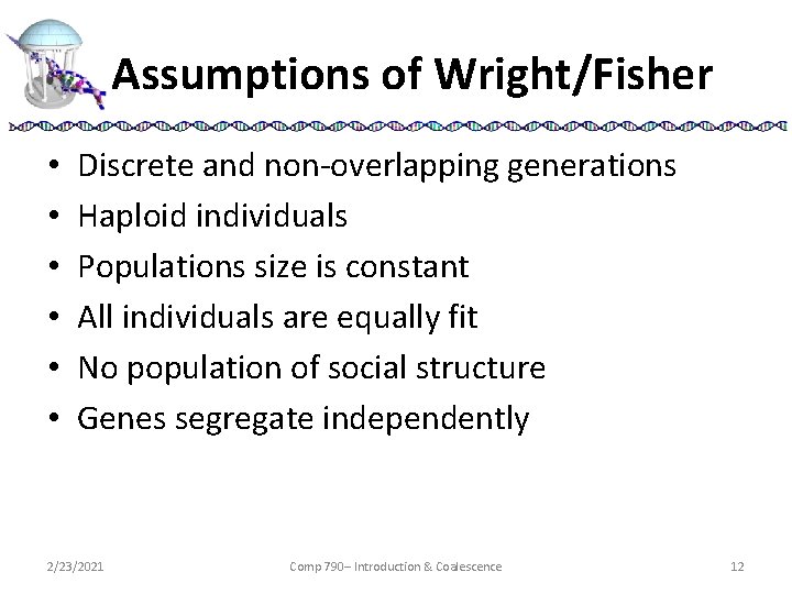 Assumptions of Wright/Fisher • • • Discrete and non-overlapping generations Haploid individuals Populations size