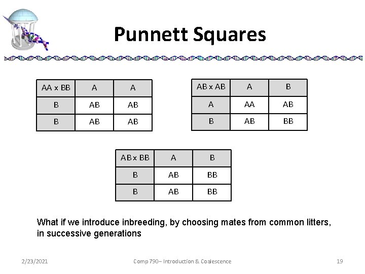 Punnett Squares AA x BB A A AB x AB A B B AB