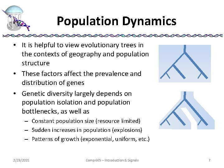 Population Dynamics • It is helpful to view evolutionary trees in the contexts of