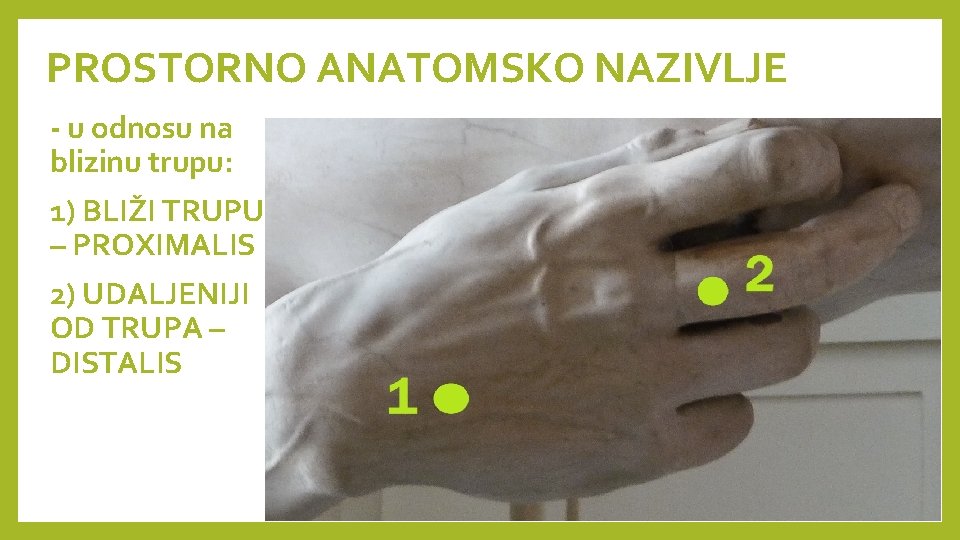 PROSTORNO ANATOMSKO NAZIVLJE - u odnosu na blizinu trupu: 1) BLIŽI TRUPU – PROXIMALIS