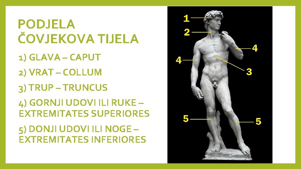 PODJELA ČOVJEKOVA TIJELA 1) GLAVA – CAPUT 2) VRAT – COLLUM 3) TRUP –