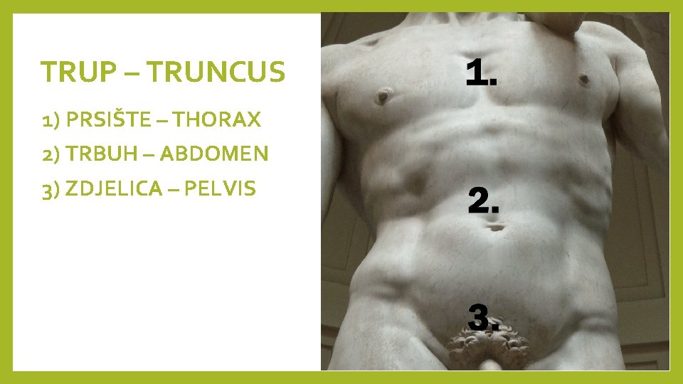 TRUP – TRUNCUS 1) PRSIŠTE – THORAX 2) TRBUH – ABDOMEN 3) ZDJELICA –