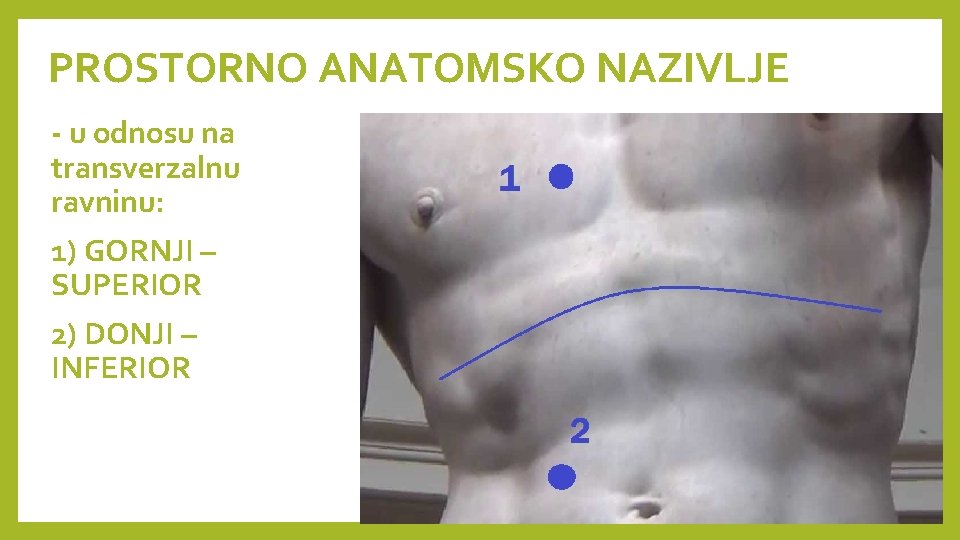 PROSTORNO ANATOMSKO NAZIVLJE - u odnosu na transverzalnu ravninu: 1) GORNJI – SUPERIOR 2)