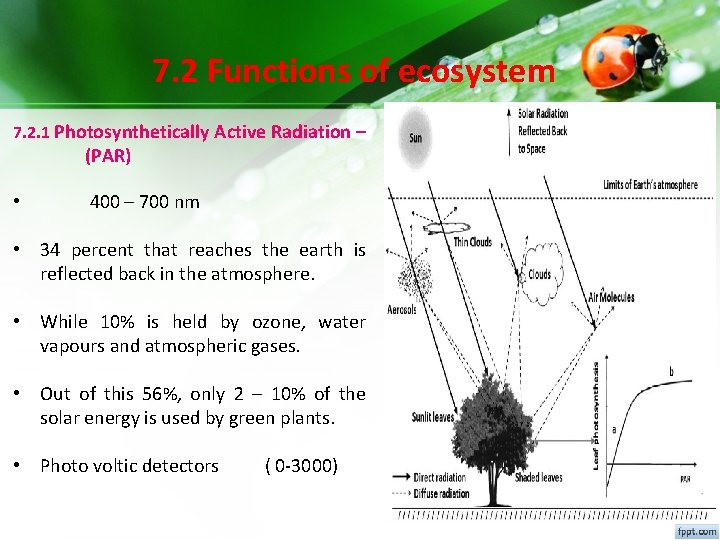 7. 2 Functions of ecosystem 7. 2. 1 Photosynthetically Active Radiation – (PAR) • 7. 2 Functions of ecosystem 7. 2. 1 Photosynthetically Active Radiation – (PAR) •
