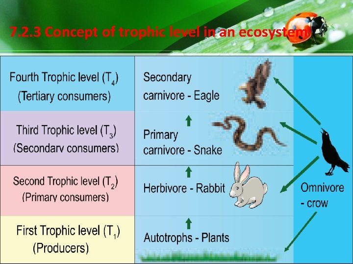 7. 2. 3 Concept of trophic level in an ecosystem 7. 2. 3 Concept of trophic level in an ecosystem