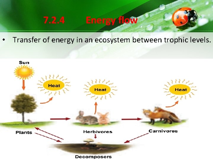 7. 2. 4 Energy flow • Transfer of energy in an ecosystem between trophic 7. 2. 4 Energy flow • Transfer of energy in an ecosystem between trophic
