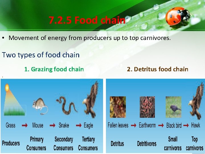 7. 2. 5 Food chain • Movement of energy from producers up to top 7. 2. 5 Food chain • Movement of energy from producers up to top