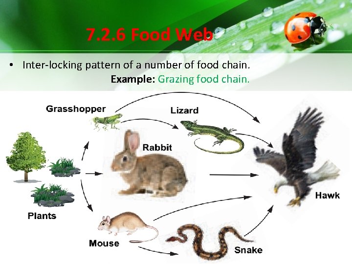 7. 2. 6 Food Web • Inter-locking pattern of a number of food chain. 7. 2. 6 Food Web • Inter-locking pattern of a number of food chain.