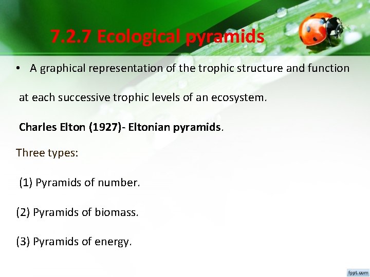 7. 2. 7 Ecological pyramids • A graphical representation of the trophic structure and 7. 2. 7 Ecological pyramids • A graphical representation of the trophic structure and