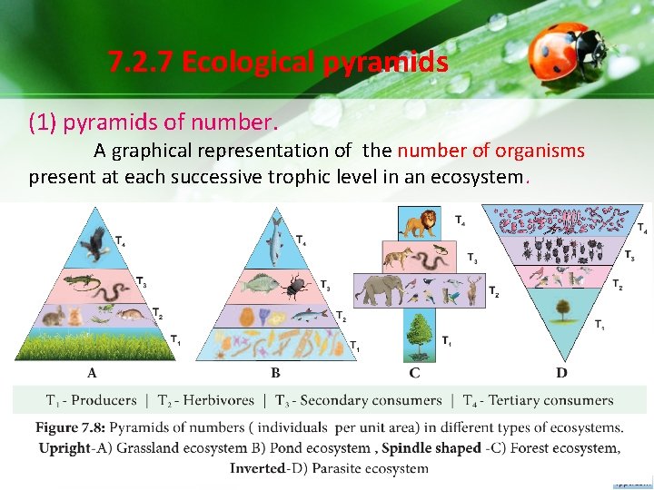 7. 2. 7 Ecological pyramids (1) pyramids of number. A graphical representation of the 7. 2. 7 Ecological pyramids (1) pyramids of number. A graphical representation of the