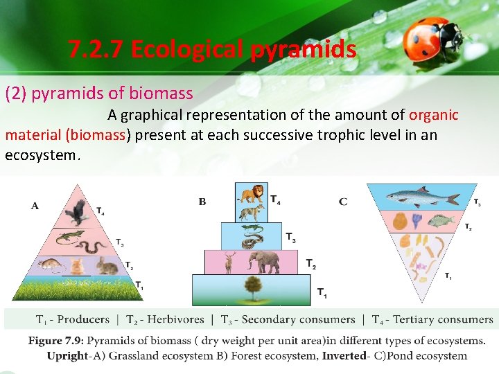 7. 2. 7 Ecological pyramids (2) pyramids of biomass A graphical representation of the 7. 2. 7 Ecological pyramids (2) pyramids of biomass A graphical representation of the
