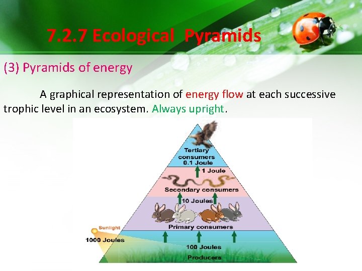 7. 2. 7 Ecological Pyramids (3) Pyramids of energy A graphical representation of energy 7. 2. 7 Ecological Pyramids (3) Pyramids of energy A graphical representation of energy