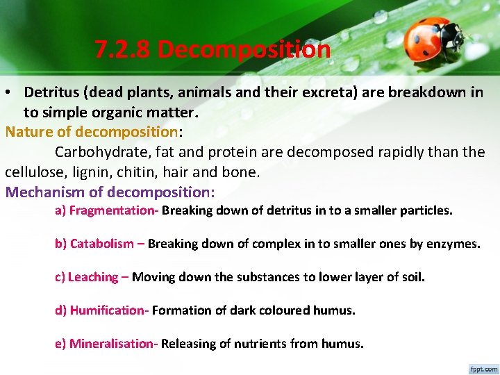 7. 2. 8 Decomposition • Detritus (dead plants, animals and their excreta) are breakdown 7. 2. 8 Decomposition • Detritus (dead plants, animals and their excreta) are breakdown