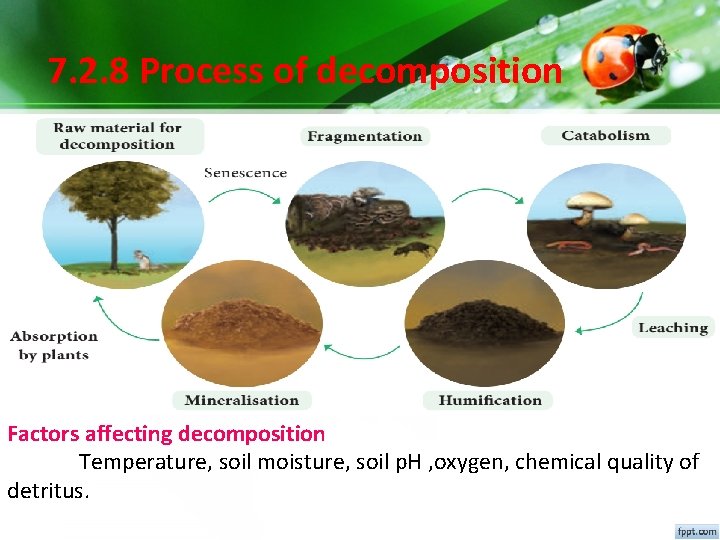7. 2. 8 Process of decomposition Factors affecting decomposition Temperature, soil moisture, soil p. 7. 2. 8 Process of decomposition Factors affecting decomposition Temperature, soil moisture, soil p.