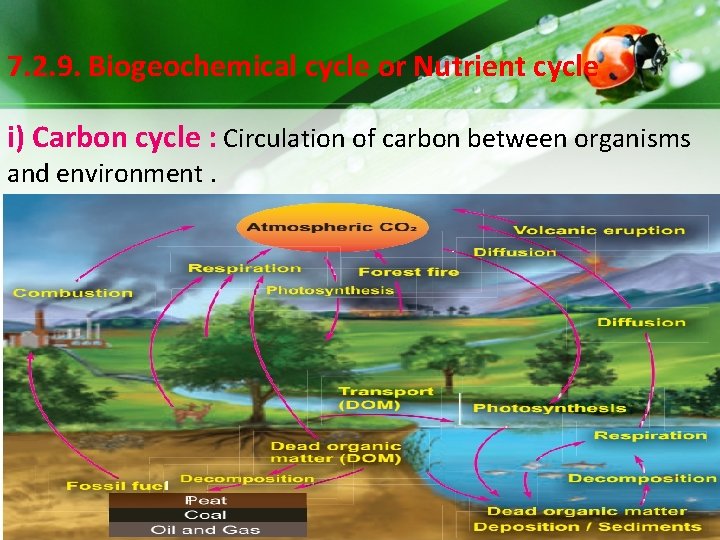 7. 2. 9. Biogeochemical cycle or Nutrient cycle i) Carbon cycle : Circulation of 7. 2. 9. Biogeochemical cycle or Nutrient cycle i) Carbon cycle : Circulation of