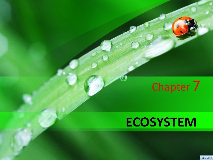 Chapter 7 ECOSYSTEM Chapter 7 ECOSYSTEM