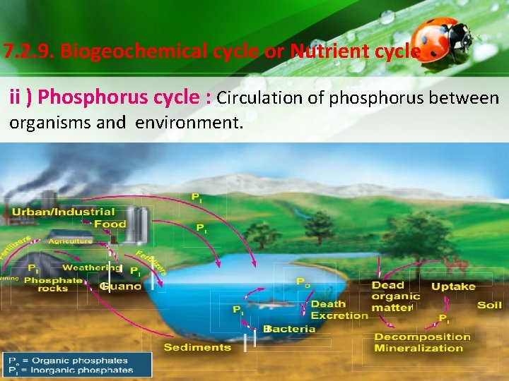 7. 2. 9. Biogeochemical cycle or Nutrient cycle ii ) Phosphorus cycle : Circulation 7. 2. 9. Biogeochemical cycle or Nutrient cycle ii ) Phosphorus cycle : Circulation