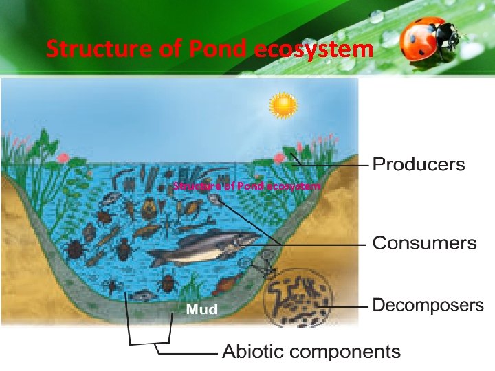 Structure of Pond ecosystem Structure of Pond ecosystem
