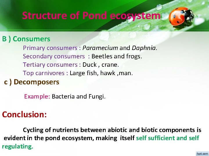 Structure of Pond ecosystem B ) Consumers Primary consumers : Paramecium and Daphnia. Secondary Structure of Pond ecosystem B ) Consumers Primary consumers : Paramecium and Daphnia. Secondary
