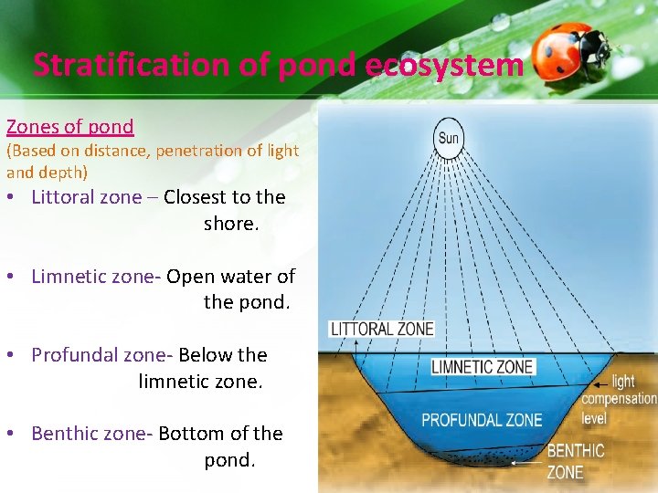 Stratification of pond ecosystem Zones of pond (Based on distance, penetration of light and Stratification of pond ecosystem Zones of pond (Based on distance, penetration of light and
