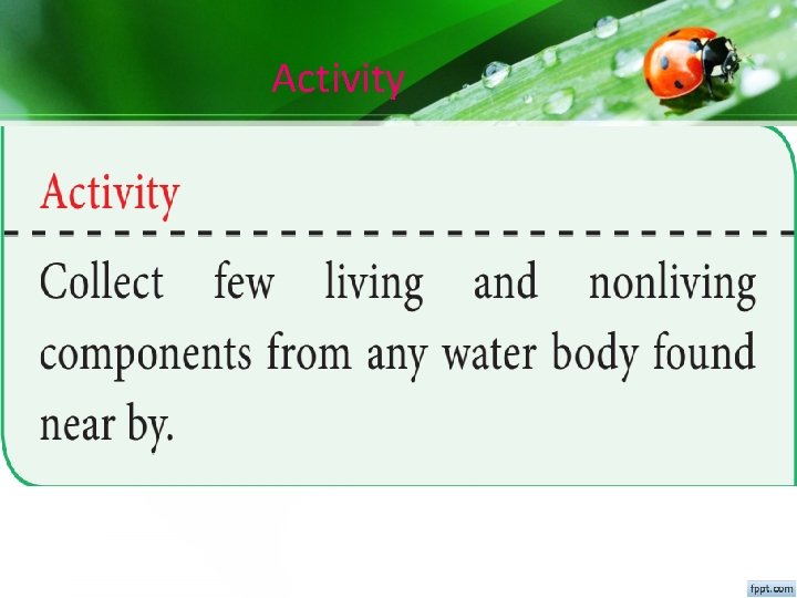 Activity Activity