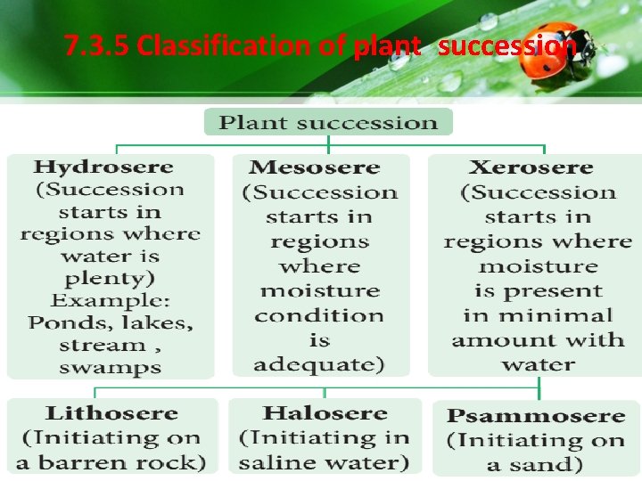 7. 3. 5 Classification of plant succession 7. 3. 5 Classification of plant succession
